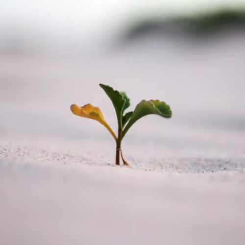 Small green and yellow plant sprouting from sandy ground with blurred background.