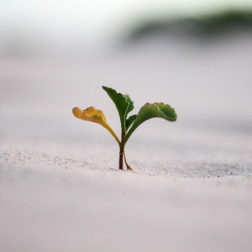 Small green and yellow plant sprouting from sandy ground with blurred background.